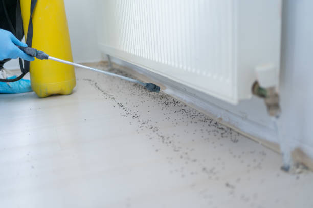 Best Wasp Removal Services  in Andrews, IN